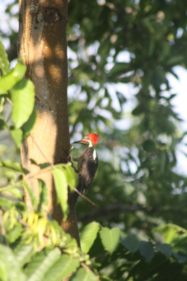 El Toucan Loco Floating Lodges Tierra Oscura Buitenkant foto