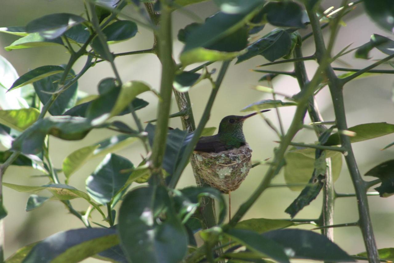 El Toucan Loco Floating Lodges Tierra Oscura Buitenkant foto